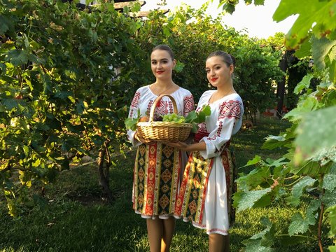 Shot of two young females with Moldavian traditional clothes picking up grapes in a grape garden