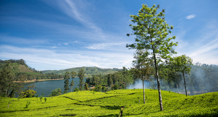 Fototapeta na wymiar Tea plantation in Sri Lanka