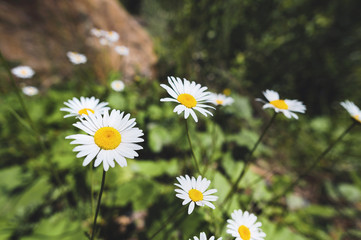 Fototapeta premium Close-up of a bush of wild chamomile on a contrasting background on a sunny day. The concept of medicinal plants