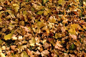 yellow maple leaves on the ground, nature texture
