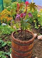 beautiful plant in a wooden barrel in the garden