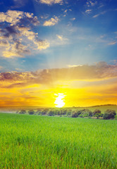 Green field and blue sky with light clouds. Above the horizon is a bright sunrise.