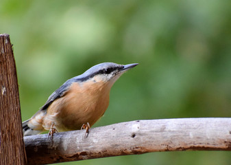 wildlife wood nuthach 