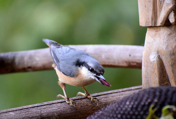 wildlife wood nuthach 
