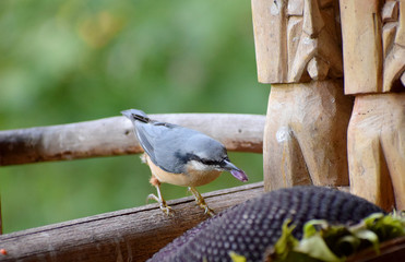 wildlife wood nuthach 