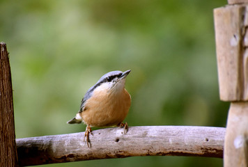 wildlife wood nuthach 