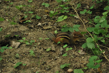 Chipmunk 001