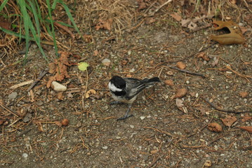 Small Bird
