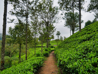 Fototapeta na wymiar tea plantation in sri lanka