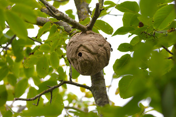 Asian giant hornets nest atop a walnut tree