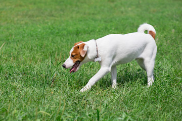 Cute jack russell terrier puppy is walking on a green meadow. Pet animals.