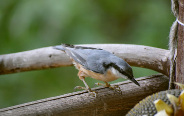 wildlife wood nuthach 