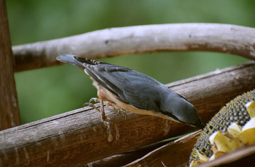 wildlife wood nuthach 