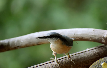 wildlife wood nuthach 