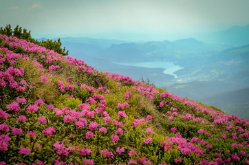 Obraz premium flowers on the mountain