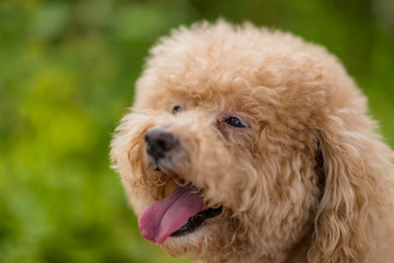 Adorable Dog poodle city at park