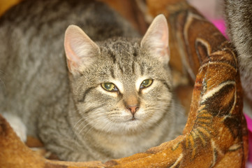 brown tabby cat in a cage