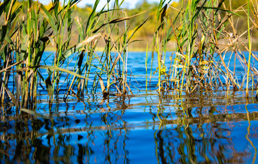 Blue forest lake on a beautiful sunny day. Trees with yellow leaves on the shore. Low viewing angle near the surface of the water.