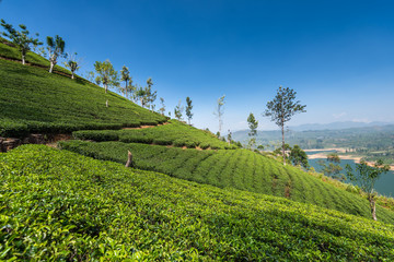 Naklejka premium Tea plantation in Sri Lanka