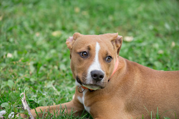 Portrait of american staffordshire terrier puppy. Pet animals. Two month old.