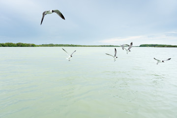 Group of seagulls flying