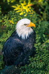 American Bald Eagle close up