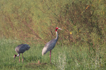 Sarus Crane Bird and the nature 