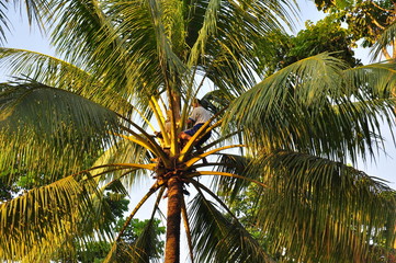 Obraz premium coconut tree