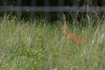 Close up roe doe view