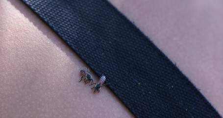 Wasp on human skin, wasp on nature