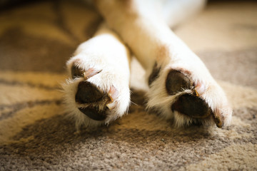 Labrador pads, claw and paws - sleeping labrador dog