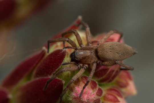 Drassodes species spider