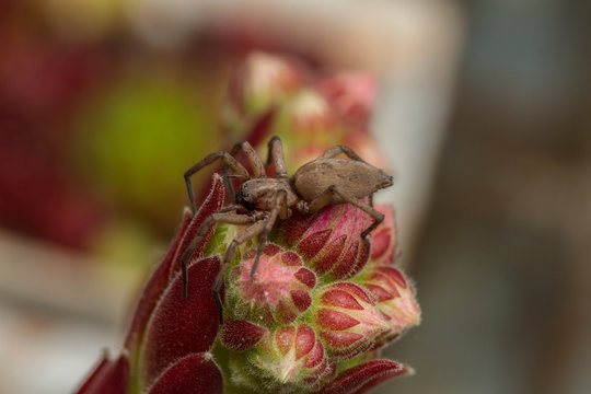 Drassodes species spider