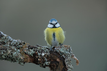 Eurasian blue tit sitting on a branch