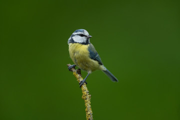Obraz premium Eurasian blue tit sitting on a branch
