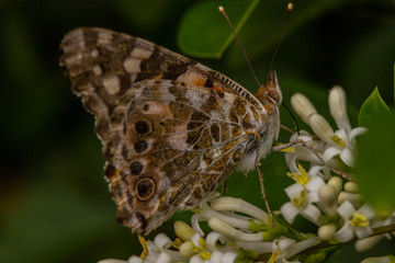 Painted Lady (Vanessa cardui)