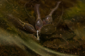 Rana temporaria tadpoles cannibalising a froglet