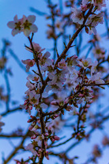 Fleurs du Sud