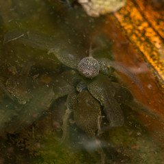 Common Frog (Rana temporaria) tadpole