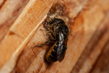 Heriades truncorum