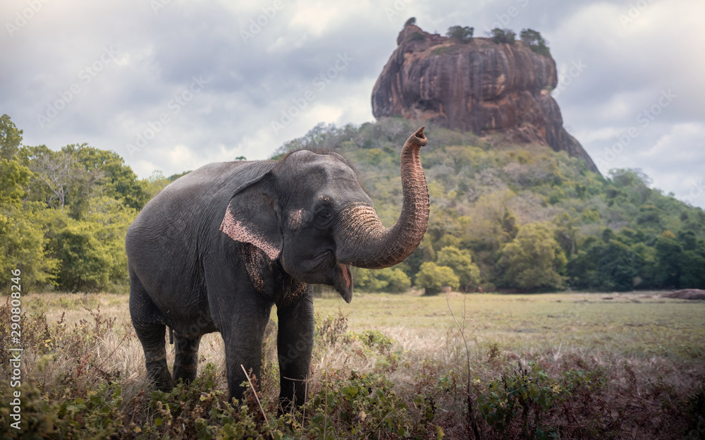 Wall mural elephant near sigiriya lion rock fortress in sigiriya, sri lanka