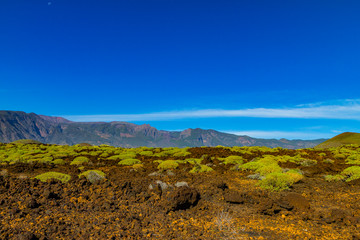 Fototapeta na wymiar Désert verdoyant à Tenerife