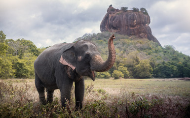 Elephant near Sigiriya lion rock fortress in Sigiriya, Sri Lanka - obrazy, fototapety, plakaty