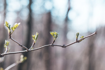 bird on a branch