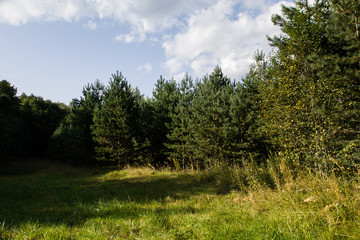 landscape with trees and blue sky