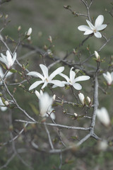 white flowers on green background