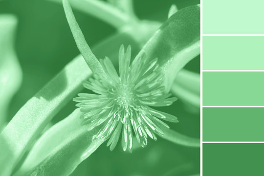 Mint green color 2020 natural palette swatch with macro shot of plant as sample