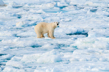 Large polar bear walking on the ice pack in the Arctic Circle, Barentsoya, Svalbard, Norway © Don Landwehrle