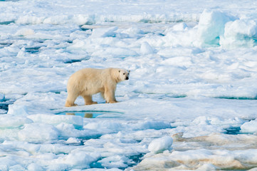 Large polar bear walking on the ice pack in the Arctic Circle, Barentsoya, Svalbard, Norway © Don Landwehrle