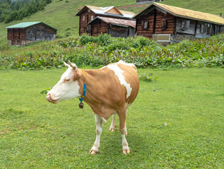 Plakat Cow grazing the fresh grass